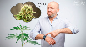 o que fazer quando sua cannabis não florescer