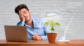how much light is too much for cannabis
