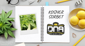 Kosher Sorbet Grow Report