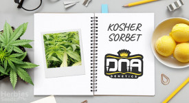 Relatório de crescimento de sorvete Kosher