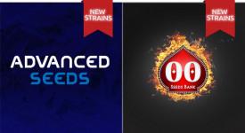 New strains from 00 Seeds and Advanced Seeds