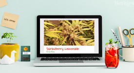 Strawberry Lemonade Grow Report