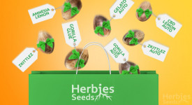 Free cannabis seeds