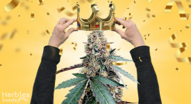 the strain of the year is…