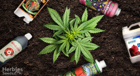 I 5 migliori fertilizzanti per coltivare cannabis