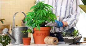 Cultivez votre cannabis à auto en intérieur
