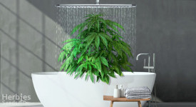 lavando plantas de cannabis