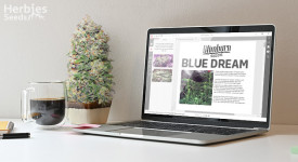 Relatório de crescimento do Blue Dream