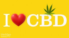 Top 10 Stämme mit hohem CBD