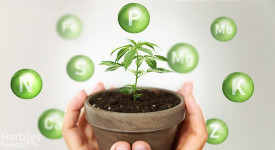 household nutrients for weed plants