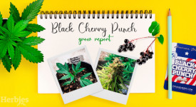 Black Cherry Punch Grow Report
