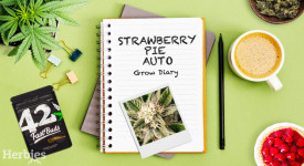 Strawberry Pie Auto Grow Journal