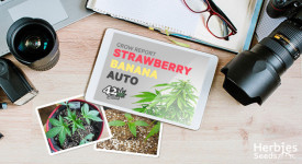 Strawberry Banana Auto Grow Report
