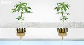 come coltivare marijuana in idroponica
