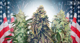 buy top quality american seeds