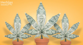 The Best Strains for Commercial Growers: Herbies’ Picks of 2021