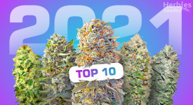 best auto strains in 2021