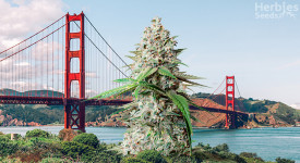 best strains to grow in California
