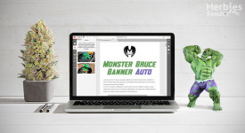 Monster Bruce Banner Auto Grow Report