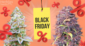 Big Black Friday Sale
