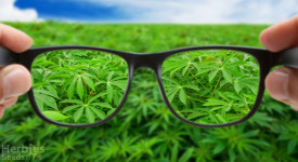top 10 plants that resemble marijuana