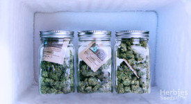Meilleures façons de stocker du cannabis