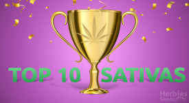top 10 sativa strains