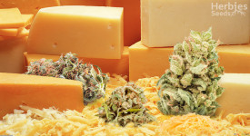 Top 10 Cheese Cannabis Strains