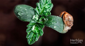 How to germinate cannabis seeds