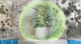 Come affrontare i moscerini dei funghi nelle colture di cannabis -  CannaConnection