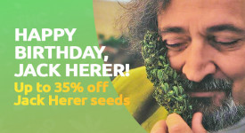 35% Off All Jack Herer Strains