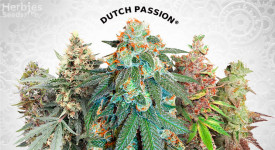 Die Top 5 Selbstblüher von Dutch Passion