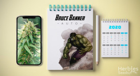 Relatório de crescimento automático do Bruce Banner nº 3