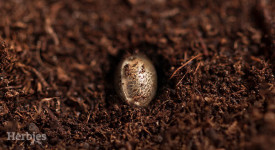germinating marijuana seeds in soil
