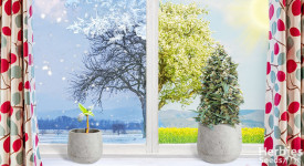 5 New Speedy Strains You Can Still Harvest Before Spring
