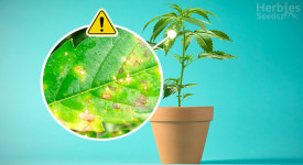 macchie gialle sulle foglie di cannabis
