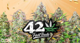 five crazy-good strains from FastBuds