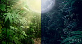 Les cycles de lumière pour le cannabis