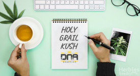 Holy Grail Kush Grow Report