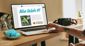 Relatório de crescimento do Blue Gelato 41