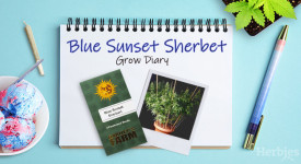 Blue Sunset Sherbert Grow Report
