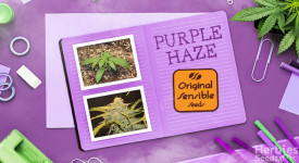 Relatório de crescimento automático Purple Haze