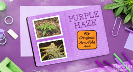 buy Purple Haze Auto by original sensible