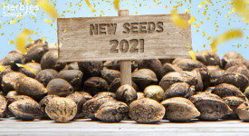 Best New Cannabis Strains of 2021