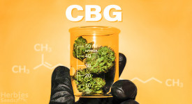 CBG strains