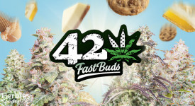 new strains from fastbuds