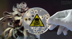 fusarium mortale sulla cannabis