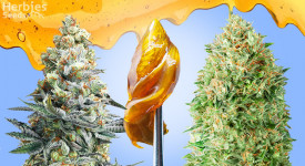 best strains for extraction