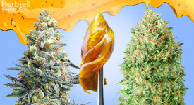 ¿Cómo elegir la mejor variedad de marihuana para dabbing?