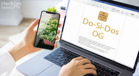 Do-Si-Dos OG Grow Report